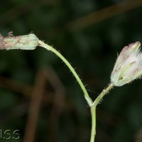 Blue-sow-thistle